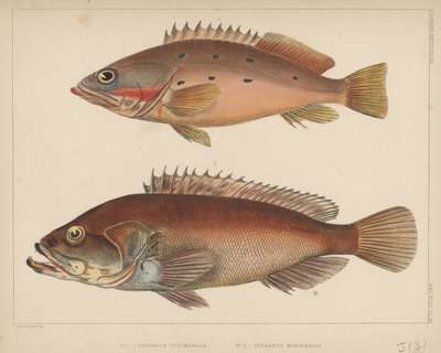 1. Serranus Tsirimenara, 2. Serranus Marginalis, 1855 von Bayard Taylor